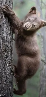 Adorable bear cub climbing a tree in the forest.