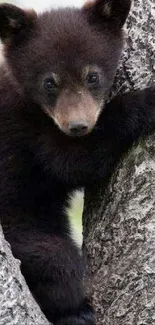 Adorable bear cub clinging to a tree trunk, nestled in a forest setting.