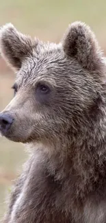 Close-up of a fluffy brown bear in nature.