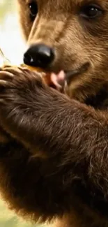 A cute bear holding a honeycomb in its paws.