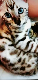 Adorable Bengal kitten with blue eyes and spotted fur.