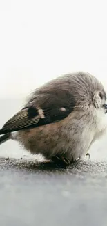 Fluffy bird resting on pavement in soft tones.