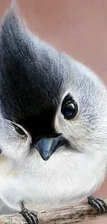 Adorable bird with a fluffy mohawk perched on a branch.