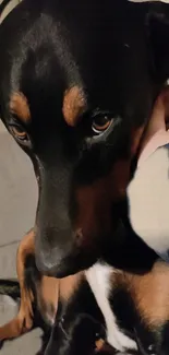 Adorable black and tan dog sitting on a couch.