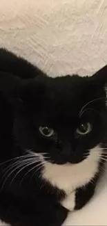 Cute black and white cat sitting on paper in a cozy setting.