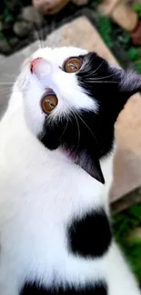 Adorable black and white cat with striking brown eyes looking upward.