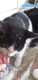 Black and white cat interested in a small pink wrapper on a colorful bedcover.