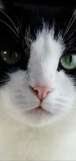 Close-up of a black and white cat face with green eyes.