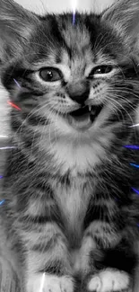 Playful black and white kitten wallpaper for mobile.