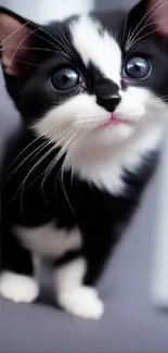 Adorable black and white kitten with blue eyes on a mobile wallpaper.