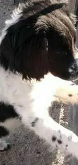 Cute black and white puppy looking curiously.