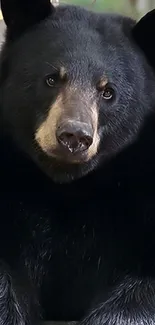 Two adorable black bears in a lush forest setting with autumn leaves.