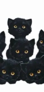 Adorable group of black kittens with bright eyes on a white background wallpaper.