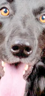 Close-up of a black dog with bright eyes and tongue out.