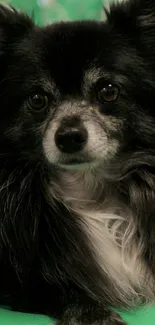 Adorable black dog with fluffy fur on green background.