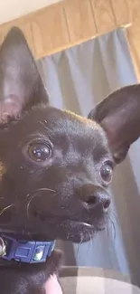 Adorable black dog with large ears wearing a blue collar.