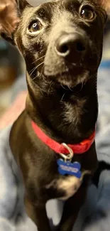 Curious black dog with red collar close-up.