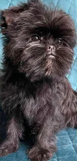 Adorable fluffy black dog sitting on a teal quilted background.