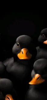 Adorable black ducks with orange beaks on a dark background.