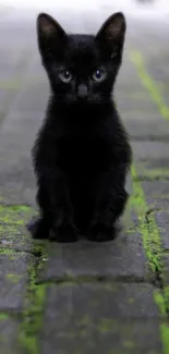 Charming black kitten with green eyes on a stone path.