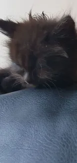 Sleepy black kitten resting on a dark blue surface.