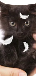 Fluffy black kitten with white feathers in a playful pose on a mobile wallpaper.