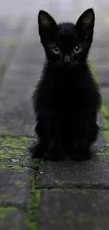 Adorable black kitten on mossy brick pathway wallpaper.