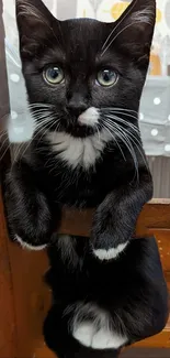 Adorable black and white kitten on wooden chair, peeking into view.