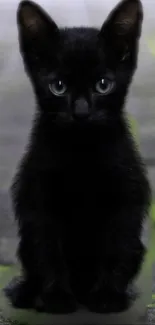 Cute black kitten sitting on a path.