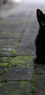 Black kitten sitting on a mossy pavement, outdoor setting.