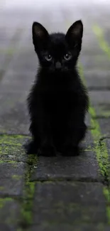 Black kitten sitting on a mossy brick pathway.