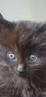 Close-up of an adorable black kitten with blue eyes and fluffy fur.