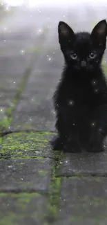 Black kitten sitting on a mossy stone path, looking curious.