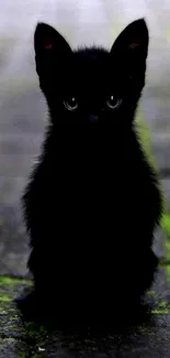 Black kitten sitting on stone path with dark background.