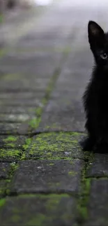 Cute black kitten sits on a mossy path.