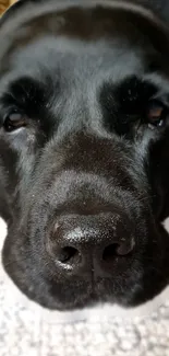 Close-up of a black Labrador Retriever resting on a white surface.