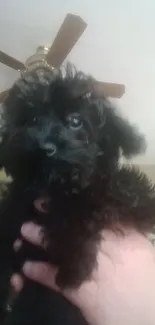 Adorable black puppy being held indoors, looking cute and fluffy.