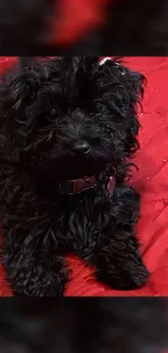 Adorable black fluffy puppy on a red background.