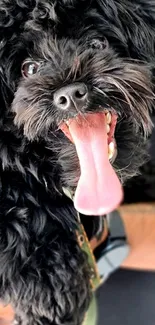 Happy black puppy with tongue out close-up wallpaper.