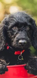 Adorable black puppy with red collar in a vibrant setting.