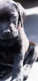 Adorable black puppy sitting on pavement.