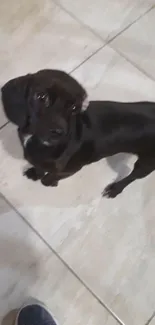 Cute black puppy standing on a tile floor.