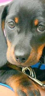 Adorable black puppy with big eyes on a blue leash.