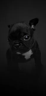 Adorable black puppy wallpaper with a cute bulldog on a dark background.