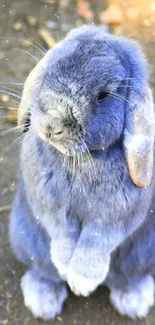 Adorable blue bunny on a natural earthy background.