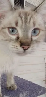 Adorable blue-eyed cat close-up with a soft focus effect.