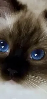 Close-up of a cute kitten with blue eyes and a fluffy fur.