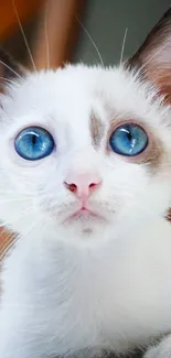 Adorable white kitten with blue eyes staring.