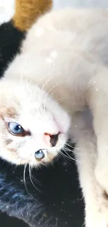 Blue-eyed kitten with white fur on a dark background.