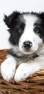 Adorable black and white Border Collie puppy in a wicker basket.